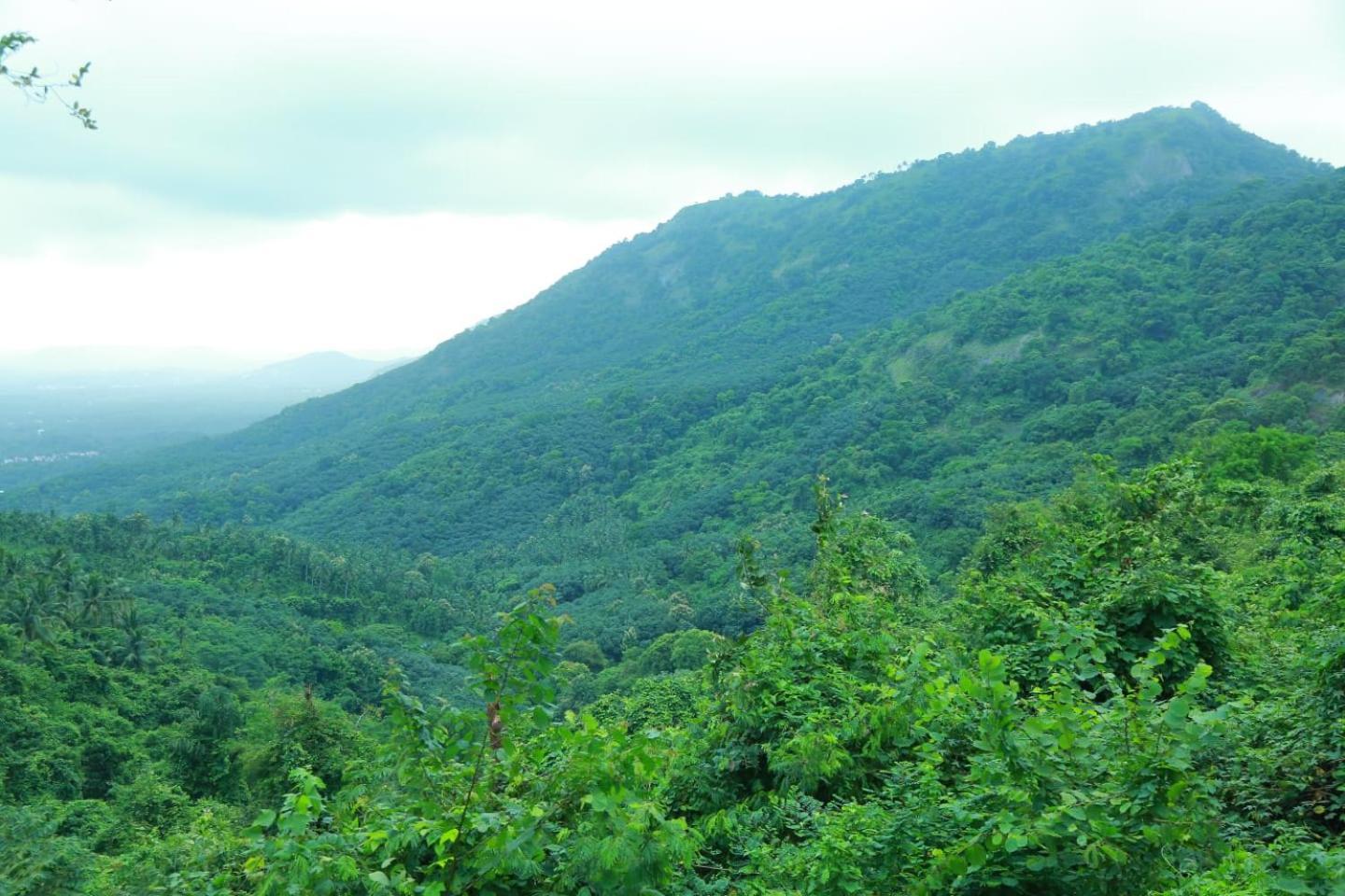 Whiteflower Mountain Resort Perintalmanna Luaran gambar